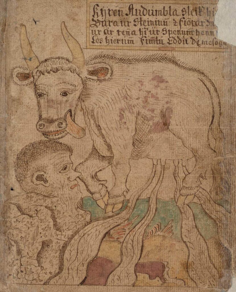 Audhumbla slikker Bure fri af saltstenen.